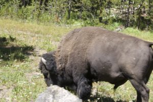 2016_trip3_bisonfirst