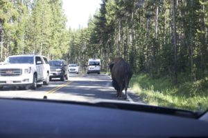 2016_trip3_bisonroad