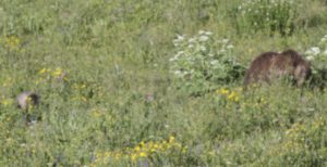 2016_trip3_grizzly1