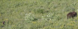 2016_trip3_grizzly2