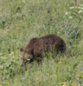2016_trip3_grizzly3
